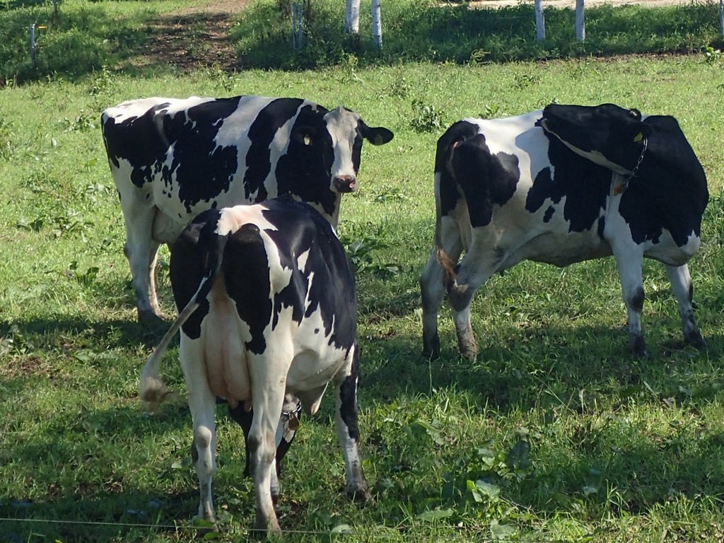 カーフスキンやキップスキン、ステアハイドなど牛革の種類